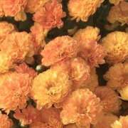 ヒメ日記 2026/02/04 20:07 投稿 せいら ハピネス東京