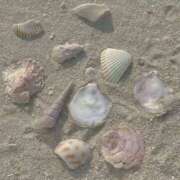 ヒメ日記 2026/02/11 20:07 投稿 せいら ハピネス東京