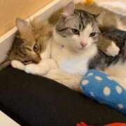 ヒメ日記 2025/11/28 21:14 投稿 らら 桃李（とうり）