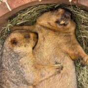 ヒメ日記 2025/11/05 00:15 投稿 みさと ノーブラで誘惑する奥さん谷九・日本橋