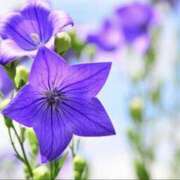 ヒメ日記 2025/11/02 15:21 投稿 ☆ともか奥様 club生奥様～福島店～