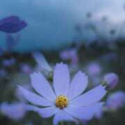 ヒメ日記 2025/11/03 13:03 投稿 ☆ともか奥様 club生奥様～福島店～