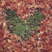 ヒメ日記 2025/11/24 13:03 投稿 ☆ともか奥様 club生奥様～福島店～