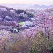 ヒメ日記 2026/04/12 11:51 投稿 ☆ともか奥様 club生奥様～福島店～