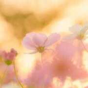 ヒメ日記 2025/12/11 12:04 投稿 ももね ロイヤル土佐