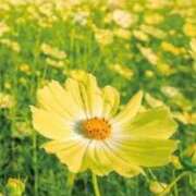 ヒメ日記 2026/03/12 13:44 投稿 ももね ロイヤル土佐