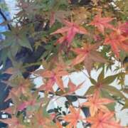 ヒメ日記 2025/11/23 12:24 投稿 藤崎みゆ 五十路マダムエクスプレス横浜店（カサブランカグループ）