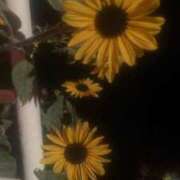 ヒメ日記 2025/12/02 08:10 投稿 藤崎みゆ 五十路マダムエクスプレス横浜店（カサブランカグループ）