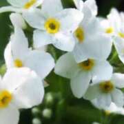 ヒメ日記 2025/12/11 01:14 投稿 藤崎みゆ 五十路マダムエクスプレス横浜店（カサブランカグループ）