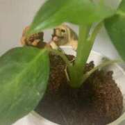 ヒメ日記 2026/01/04 05:38 投稿 藤崎みゆ 五十路マダムエクスプレス横浜店（カサブランカグループ）