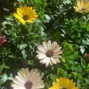 ヒメ日記 2026/01/17 18:06 投稿 藤崎みゆ 五十路マダムエクスプレス横浜店（カサブランカグループ）