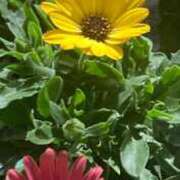 ヒメ日記 2026/01/17 23:02 投稿 藤崎みゆ 五十路マダムエクスプレス横浜店（カサブランカグループ）