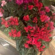 ヒメ日記 2026/01/22 23:24 投稿 藤崎みゆ 五十路マダムエクスプレス横浜店（カサブランカグループ）