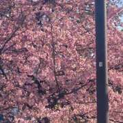 ヒメ日記 2026/02/25 23:42 投稿 藤崎みゆ 五十路マダムエクスプレス横浜店（カサブランカグループ）