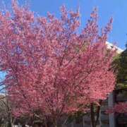 ヒメ日記 2026/03/08 01:00 投稿 藤崎みゆ 五十路マダムエクスプレス横浜店（カサブランカグループ）