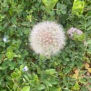 ヒメ日記 2026/03/27 12:44 投稿 藤崎みゆ 五十路マダムエクスプレス横浜店（カサブランカグループ）