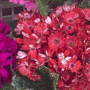 ヒメ日記 2026/03/28 09:58 投稿 藤崎みゆ 五十路マダムエクスプレス横浜店（カサブランカグループ）