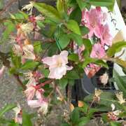 ヒメ日記 2026/03/29 08:10 投稿 藤崎みゆ 五十路マダムエクスプレス横浜店（カサブランカグループ）