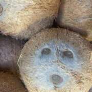 ヒメ日記 2026/03/29 22:52 投稿 藤崎みゆ 五十路マダムエクスプレス横浜店（カサブランカグループ）