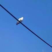 ヒメ日記 2026/03/29 23:42 投稿 藤崎みゆ 五十路マダムエクスプレス横浜店（カサブランカグループ）