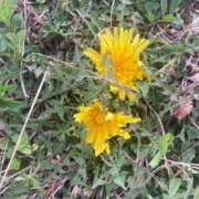 ヒメ日記 2026/03/31 01:14 投稿 藤崎みゆ 五十路マダムエクスプレス横浜店（カサブランカグループ）