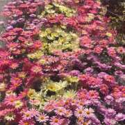 ヒメ日記 2026/04/03 21:54 投稿 藤崎みゆ 五十路マダムエクスプレス横浜店（カサブランカグループ）