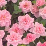 ヒメ日記 2026/04/09 00:28 投稿 藤崎みゆ 五十路マダムエクスプレス横浜店（カサブランカグループ）