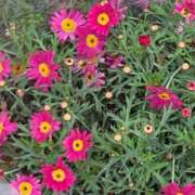 ヒメ日記 2026/04/13 23:32 投稿 藤崎みゆ 五十路マダムエクスプレス横浜店（カサブランカグループ）