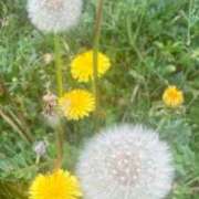 ヒメ日記 2026/04/15 23:00 投稿 藤崎みゆ 五十路マダムエクスプレス横浜店（カサブランカグループ）