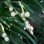 ヒメ日記 2026/04/15 23:56 投稿 藤崎みゆ 五十路マダムエクスプレス横浜店（カサブランカグループ）