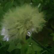 ヒメ日記 2026/04/22 01:22 投稿 藤崎みゆ 五十路マダムエクスプレス横浜店（カサブランカグループ）