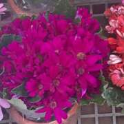 ヒメ日記 2026/04/25 15:18 投稿 藤崎みゆ 五十路マダムエクスプレス横浜店（カサブランカグループ）