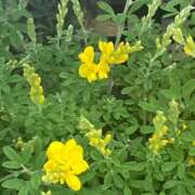 ヒメ日記 2026/04/25 17:12 投稿 藤崎みゆ 五十路マダムエクスプレス横浜店（カサブランカグループ）