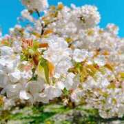 ヒメ日記 2026/04/12 13:31 投稿 華宮　つぐみ ナディア（奈良）