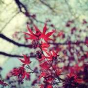 ヒメ日記 2025/10/10 12:15 投稿 しほ【人妻】 恵比寿コレクション　久留米本店