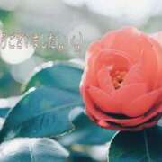 ヒメ日記 2025/11/08 15:03 投稿 しほ【人妻】 恵比寿コレクション　久留米本店