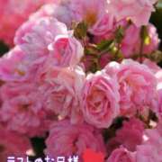 ヒメ日記 2026/01/24 21:42 投稿 しほ【人妻】 恵比寿コレクション　久留米本店