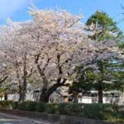 ヒメ日記 2026/04/07 09:15 投稿 ななえ 人妻小旅行