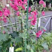 ヒメ日記 2026/06/14 10:45 投稿 ななえ 人妻小旅行