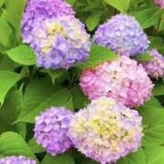 ヒメ日記 2026/06/17 11:35 投稿 ななえ 人妻小旅行