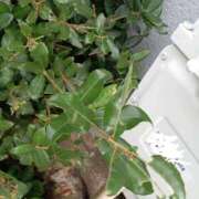 ヒメ日記 2025/10/24 23:40 投稿 あゆみ 妻天 尼崎店