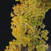 ヒメ日記 2025/12/07 10:40 投稿 あゆみ 妻天 尼崎店