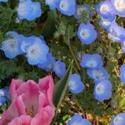 ヒメ日記 2026/04/03 17:14 投稿 あゆみ 妻天 尼崎店