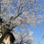 ヒメ日記 2026/04/03 10:20 投稿 もえか 吉祥寺大人めシンデレラ（シンデレラグループ）