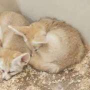 ヒメ日記 2025/12/23 04:08 投稿 つみき パイレーツ