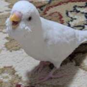 ヒメ日記 2026/03/21 20:20 投稿 つくし One More奥様 大宮店