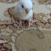 ヒメ日記 2026/03/31 09:50 投稿 つくし One More奥様 大宮店