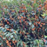 ヒメ日記 2025/10/21 12:05 投稿 ひなの 横浜おかあさん