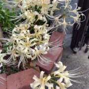 ヒメ日記 2025/10/25 09:35 投稿 ひなの 横浜おかあさん