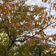 ヒメ日記 2025/11/03 11:05 投稿 ひなの 横浜おかあさん